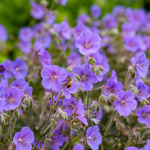 Boom Chocolatta Cranesbill