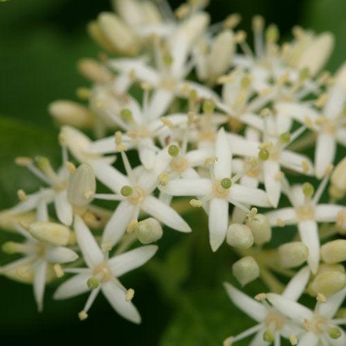 Arctic Sun® Dogwood