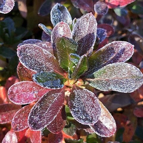 Girard's Fuchsia Azalea