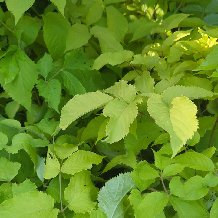 Sun King Golden Japanese Spikenard