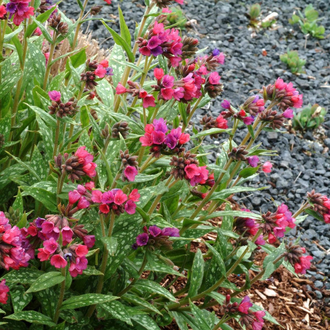 Raspberry Splash Lungwort
