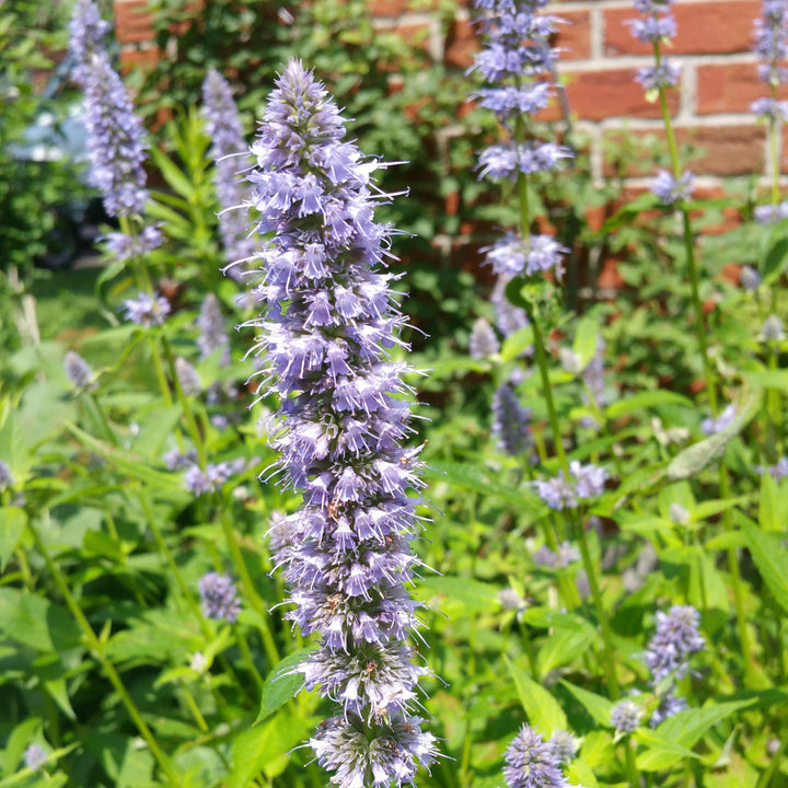 Blue Fortune Giant Hyssop