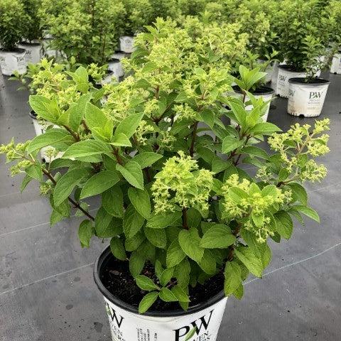 Proven Winners® Color Choice® Bobo® Hydrangea – Sunny Valley Farms