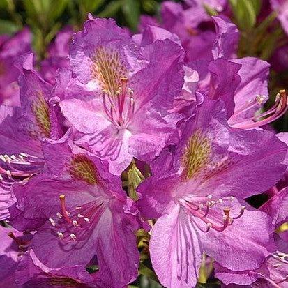 Lee's Dark Purple Rhododendron