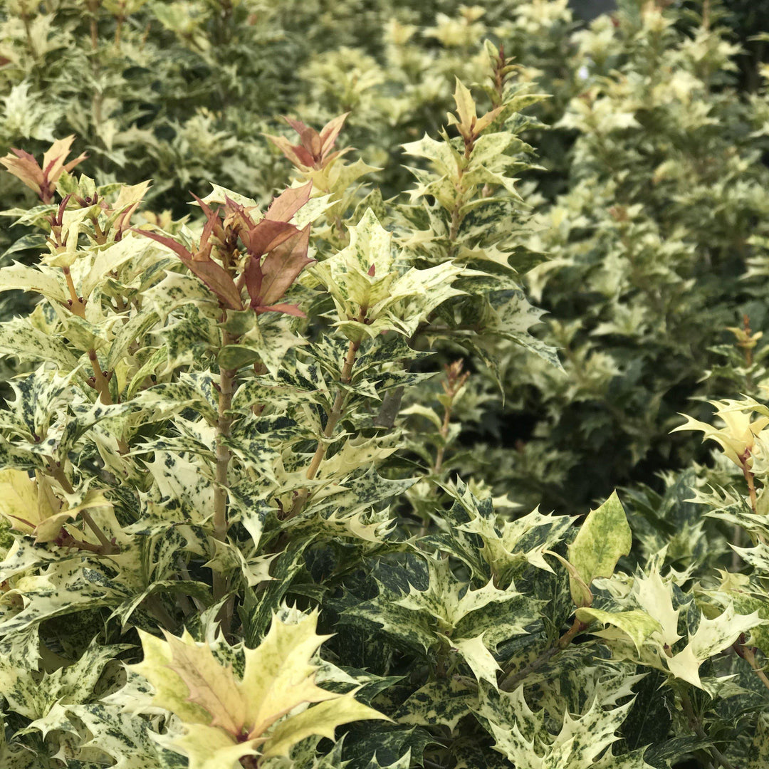Goshiki False Holly