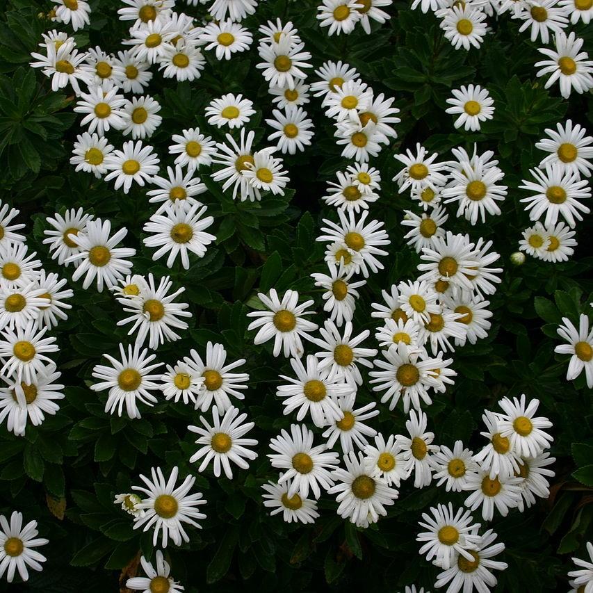 Nippon Daisy