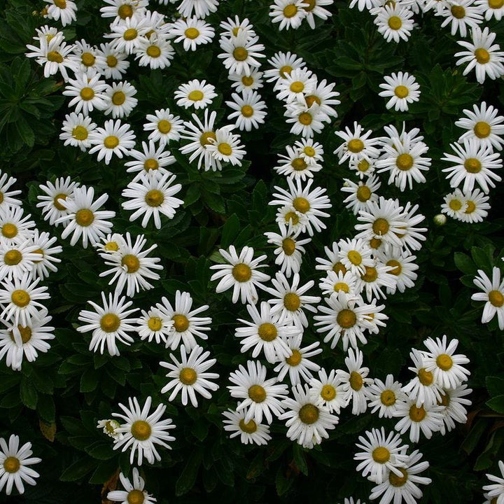 Nippon Daisy