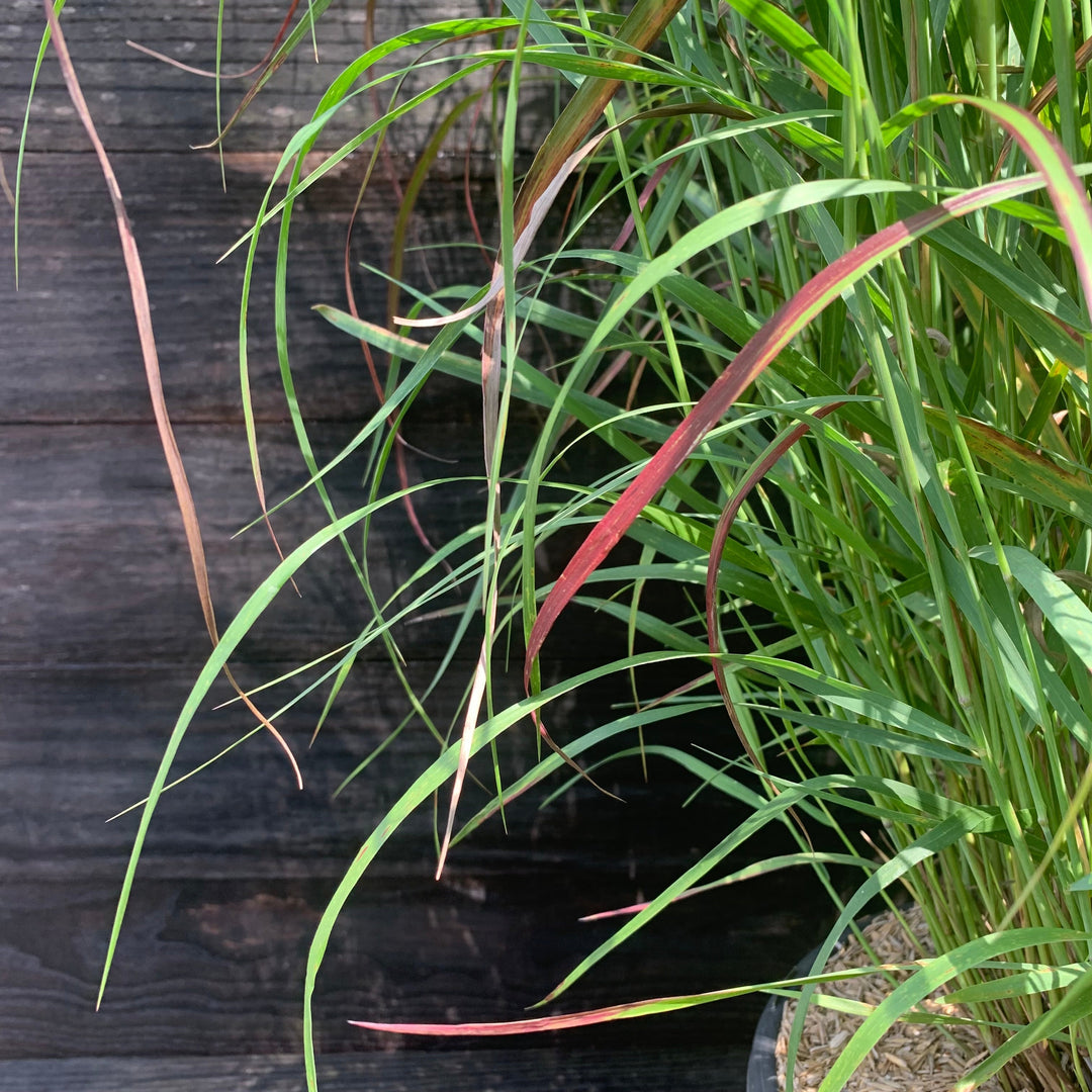 Shenandoah Switch Grass