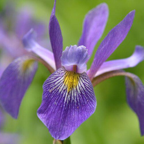 Purple Flame Blue Flag Iris