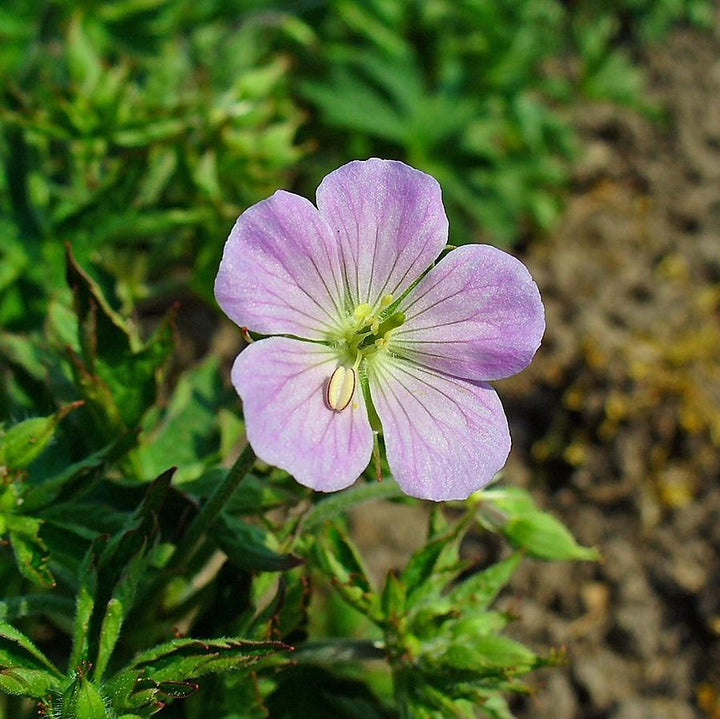 Wild Cranesbill