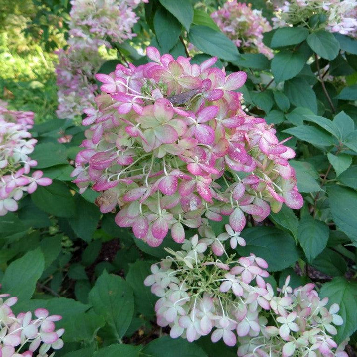 Proven Winners® Limelight® Hydrangea