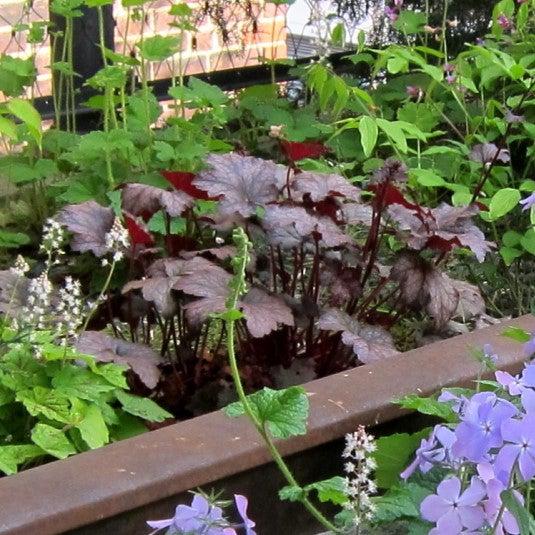 Frosted Violet Coral Bells