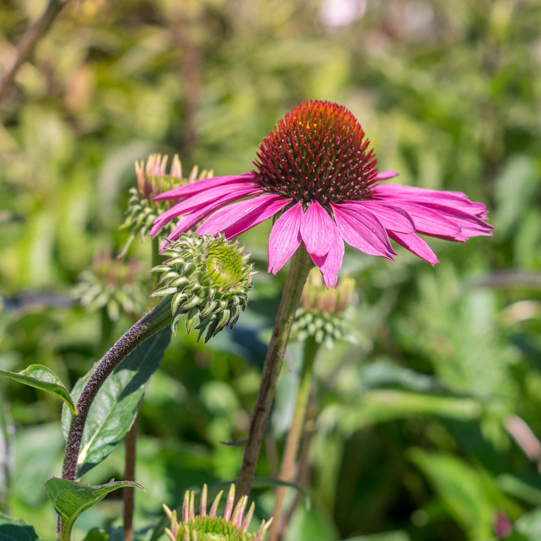 Ruby Star Echinacea