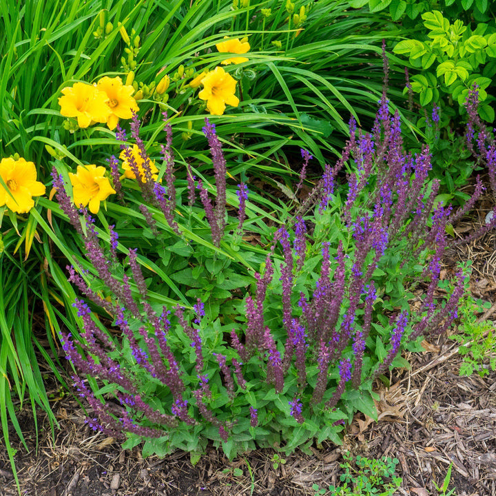 Marcus® Meadow Sage