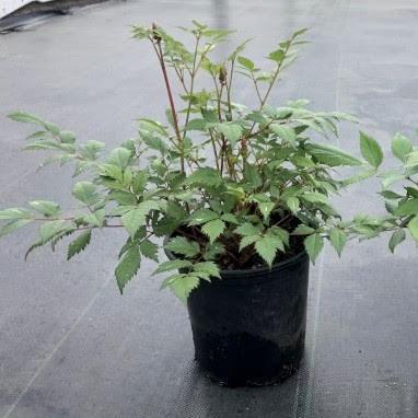 Fanal Astilbe