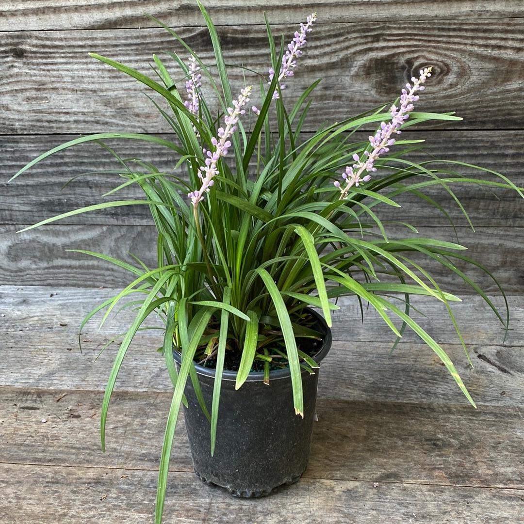 Big Blue Lily Turf