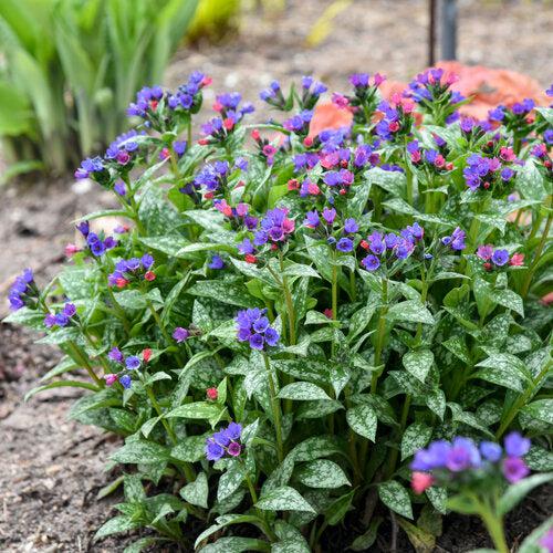 PW® Spot On Lungwort