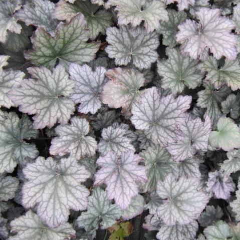 Frosted Violet Coral Bells