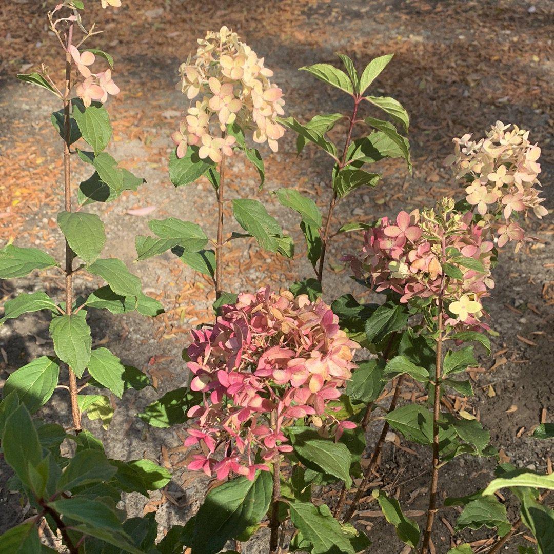 Proven Winners® Limelight Prime® Hydrangea