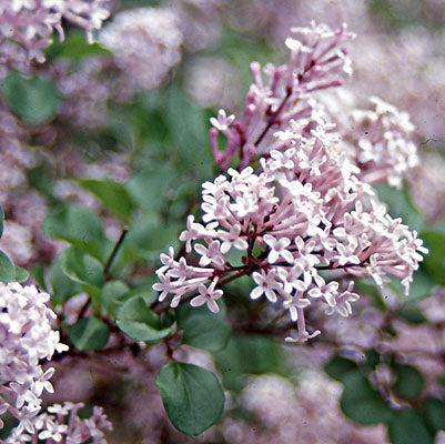 Palibin Korean Lilac