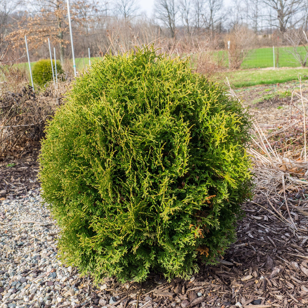 Hetz Midget Arborvitae, Mini Arborvitae