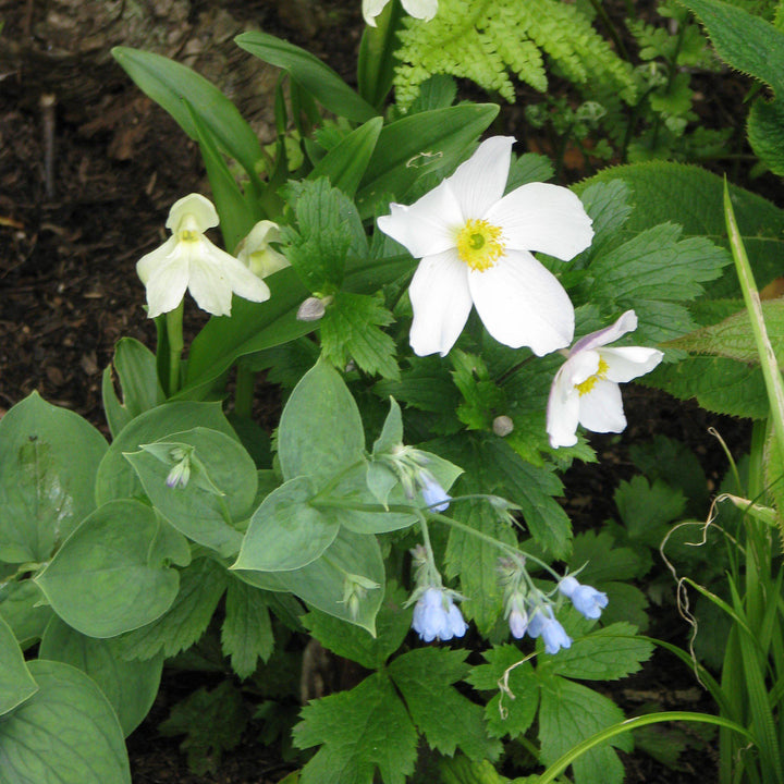 Wild Swan™ Anemone