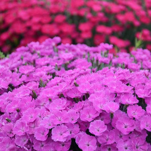 Paint the Town Fuchsia Dianthus