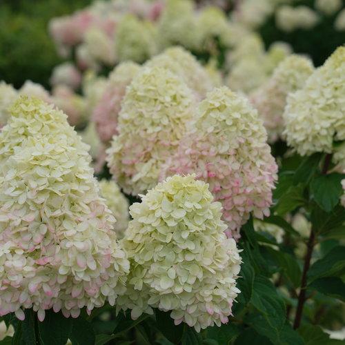 Proven Winners® Limelight Prime® Hydrangea