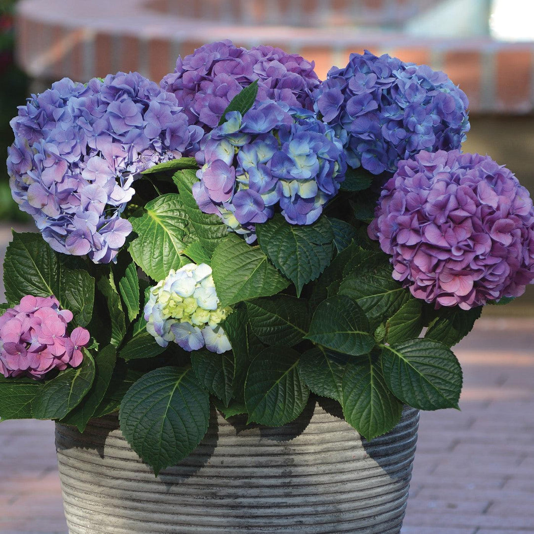 LA Dreamin'® Hydrangea