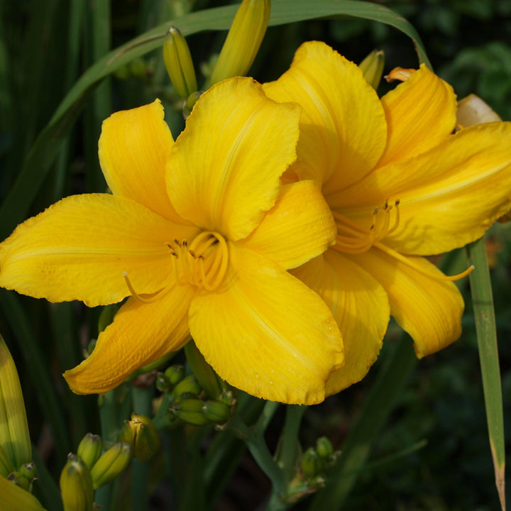 Buttered Popcorn Daylily