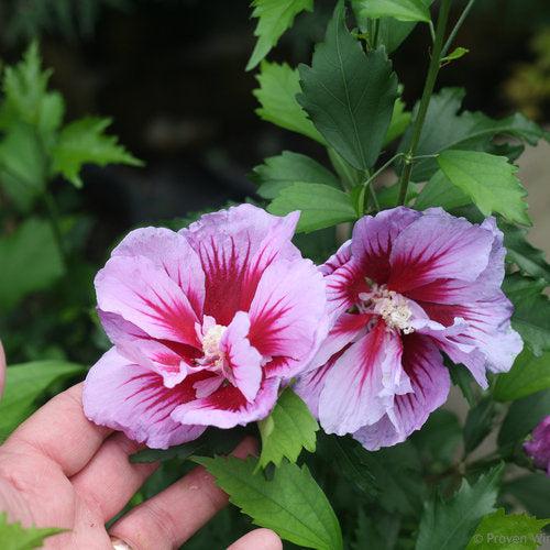 Purple Pillar® Rose of Sharon