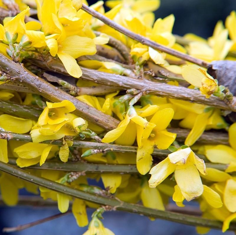 Lynwood Gold Forsythia