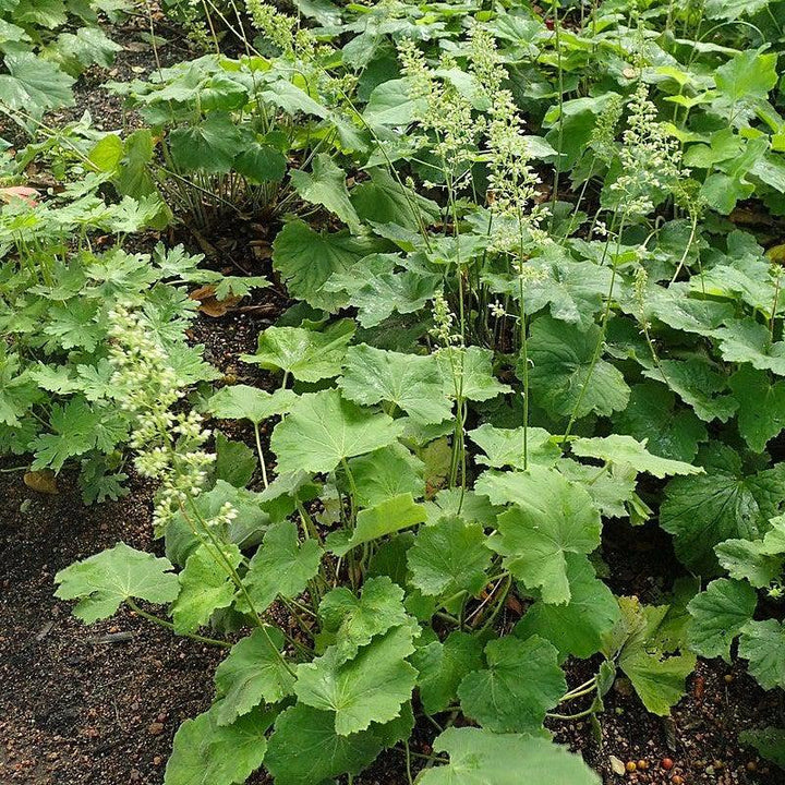 Heuchera villosa 'Autumn Bride'  - Autumn Bride Coral Bells