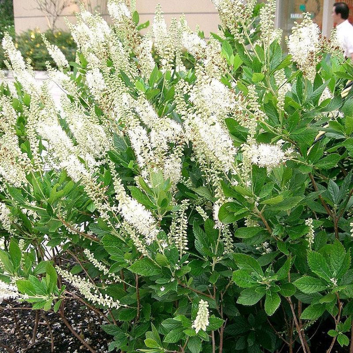 Summersweet, Sweet Pepperbush