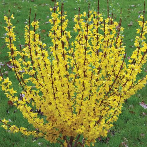 Show Off® Forsythia