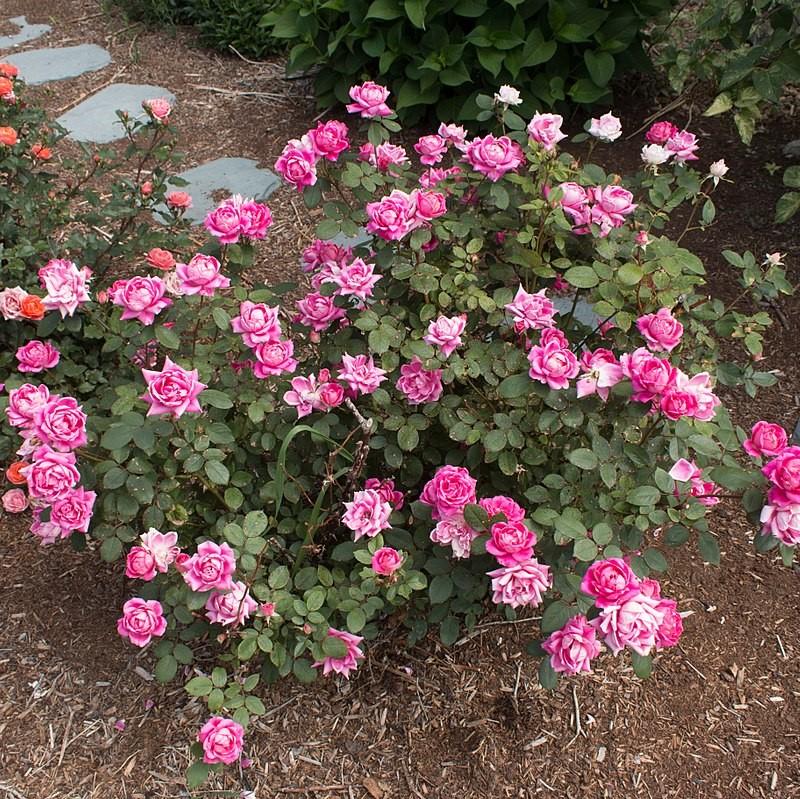 Double Pink Knock Out® Rose