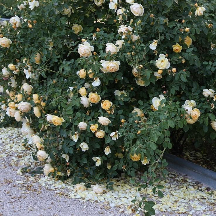 Rosa 'Novarospop' PP#24,773  - Popcorn Drift® Rose