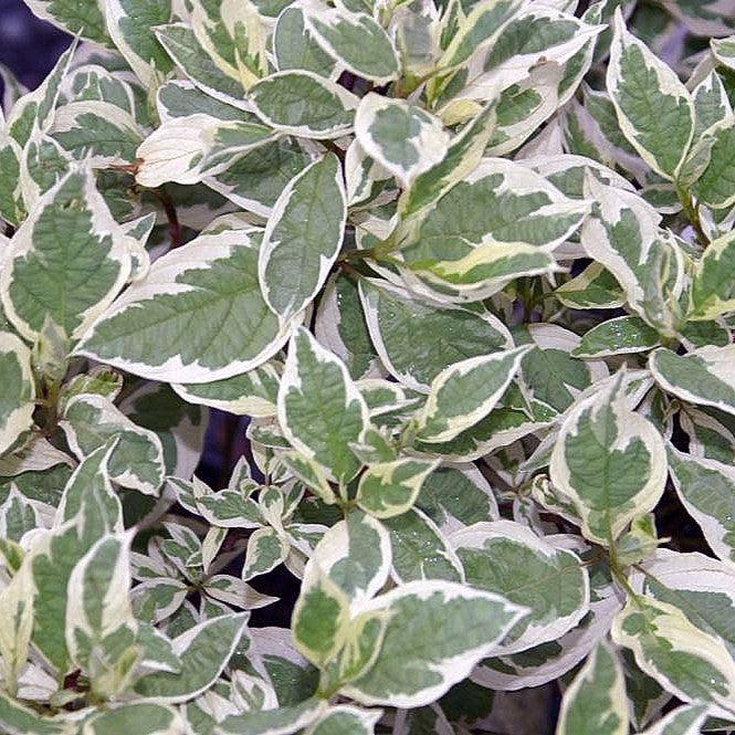 Ivory Halo® Red Twig Dogwood