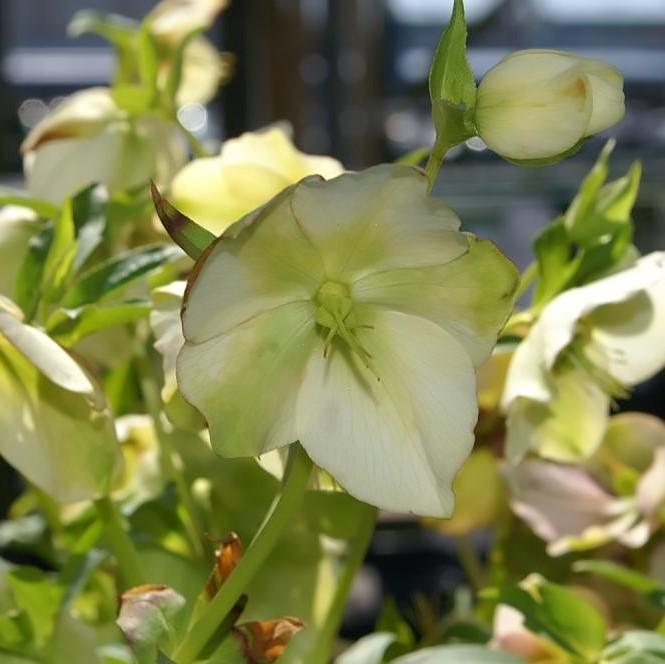 Royal Heritage™ Strain Lenten Rose
