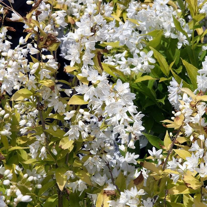 Chardonnay Pearls® Deutzia