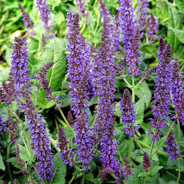 May Night Wood Sage