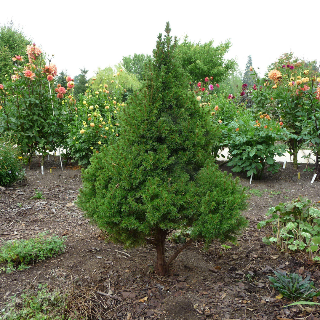 Dwarf Alberta Spruce