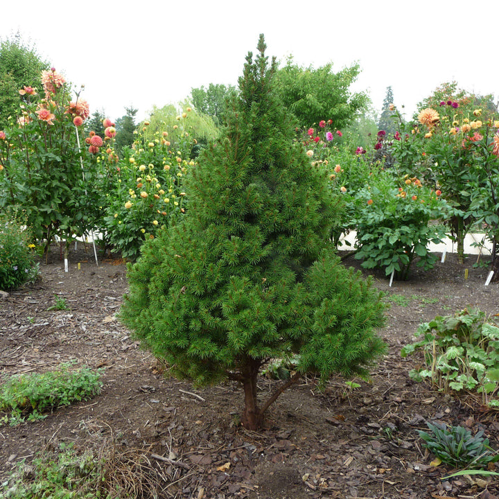 Dwarf Alberta Spruce