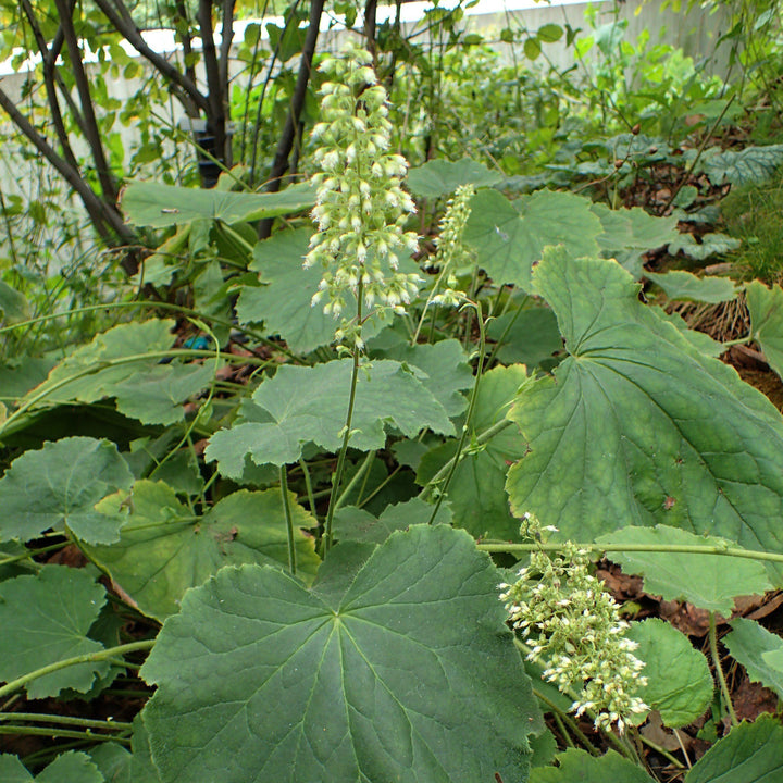 Heuchera villosa 'Autumn Bride'  - Autumn Bride Coral Bells