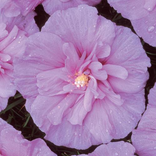 Lavender Chiffon® Rose of Sharon