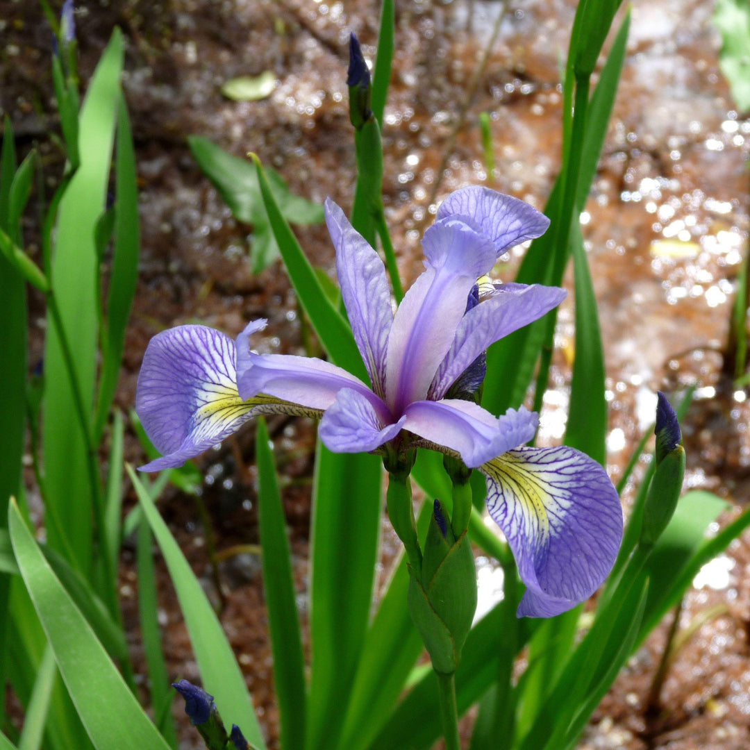 Northern Blue Flag Iris, Harlequin Blue Flag