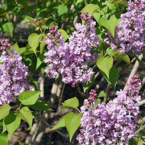 Scentara® Double Blue Lilac