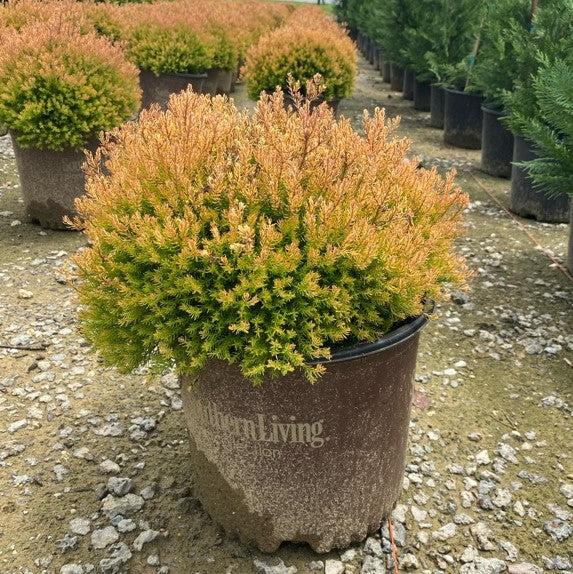 Fire Chief™ Globe Arborvitae