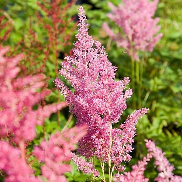Rheinland Japanese Astilbe