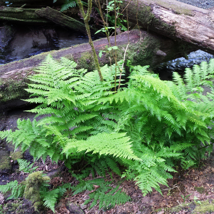 Lady Fern